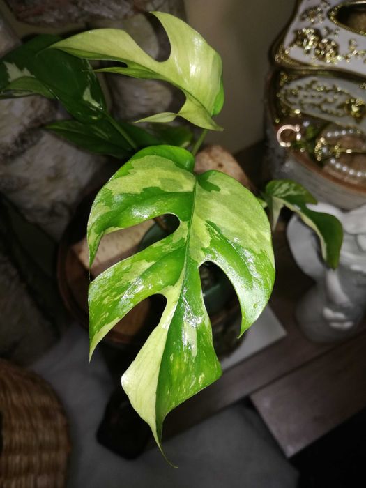 Monstera Minima Variegata Raphidophora Tetrasperma philodendron 1 liść