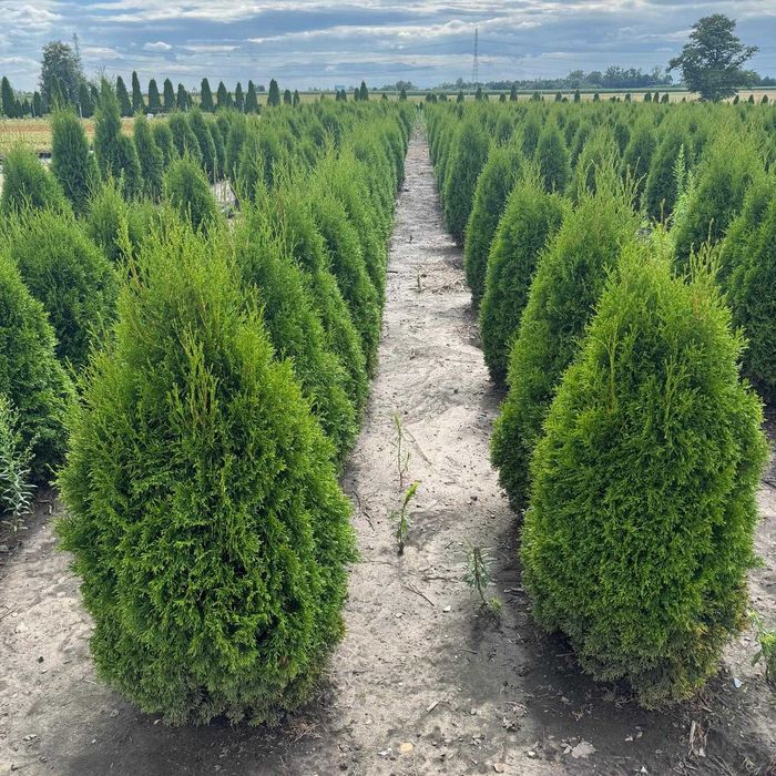 Żywotnik zachodni ‘Smaragd’ – piękne sadzonki na żywopłot