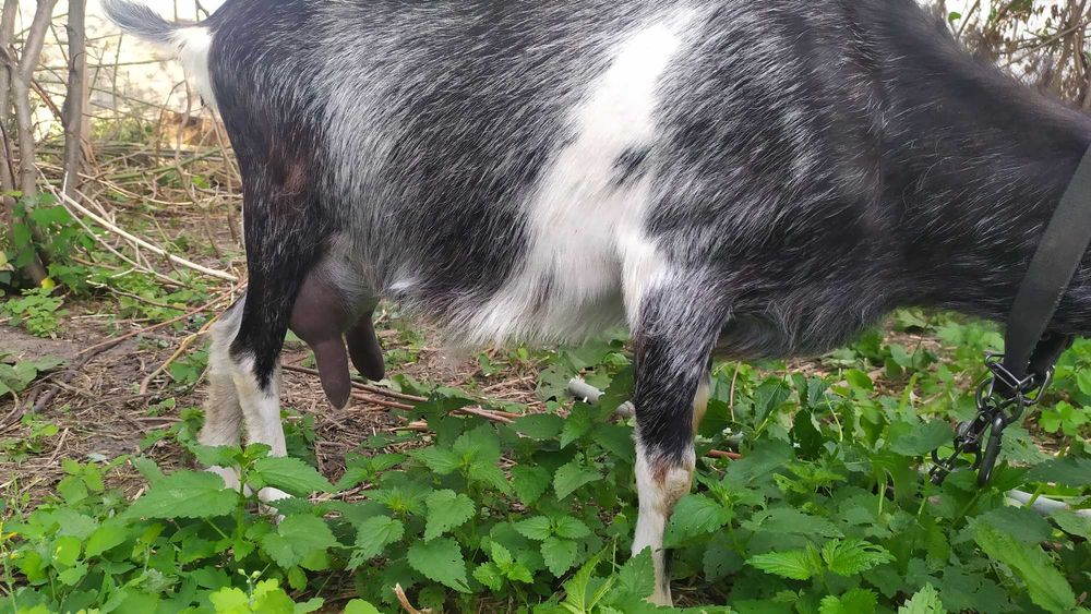 Коза дійна 2 роки