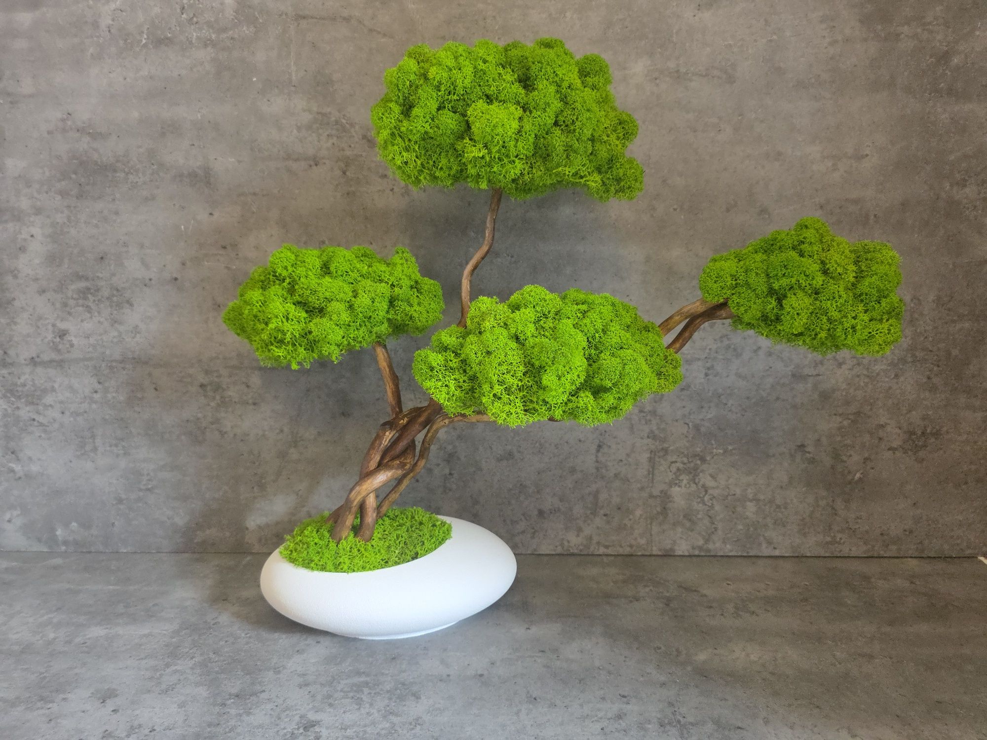 Drzewko bonsai z mchem chrobotkiem. Prezent. Dekoracje wnętrz.  Mech.