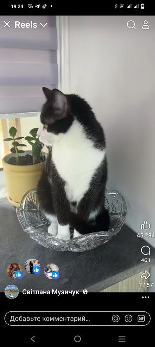 Котята в добрі руки .