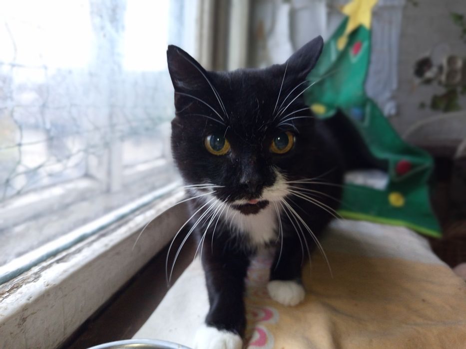 Czarno biała Tekla szuka domku