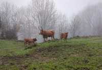 Vaca de raça Cachena em Modo de Produção Biológico