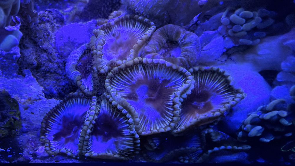 Koralowce  zoa montipory