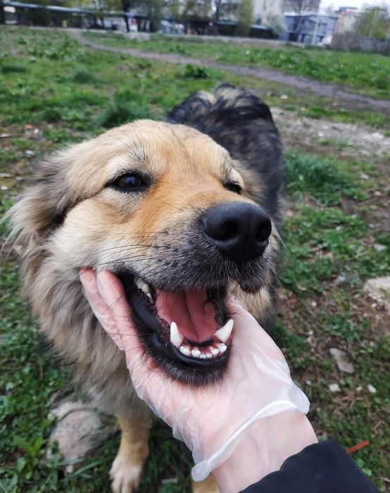 Віддам Собачку Собака в добрі руки Шукає родину Терміново