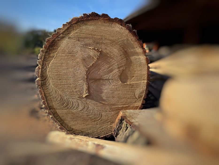 Dąb - 87cm średnicy - 440 długości