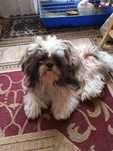 Shih tzu.  piesek