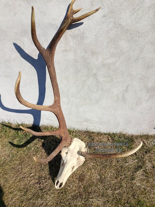 Poroże jelenia myłkus CZYTAJ OPIS