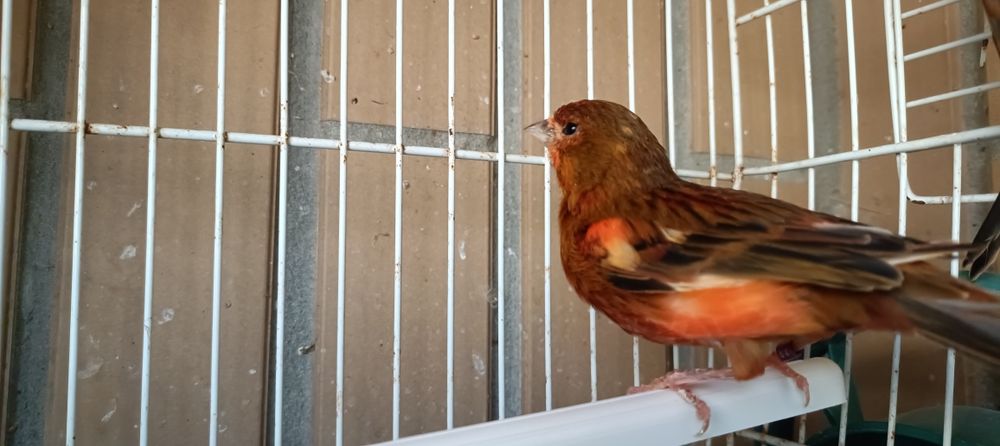 Casal de canários negros