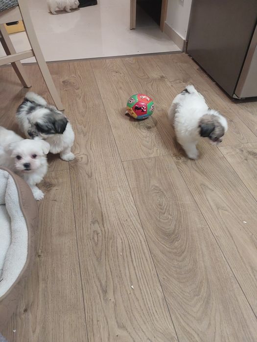 Sliczny szczeniak malshi do rezerwacji