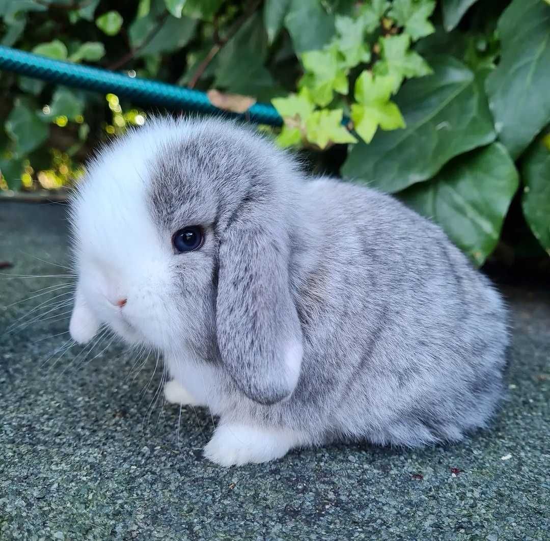 KIT Coelhos anões orelhudos, mini lop super inteligentes e dóceis