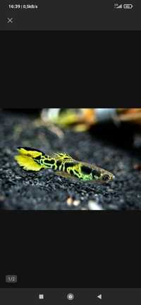 Gupik Endlera Tiger Yellow Cobra