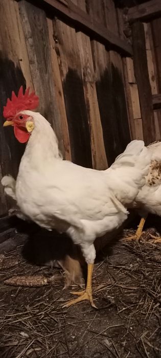 Півні легорн та ломан браун