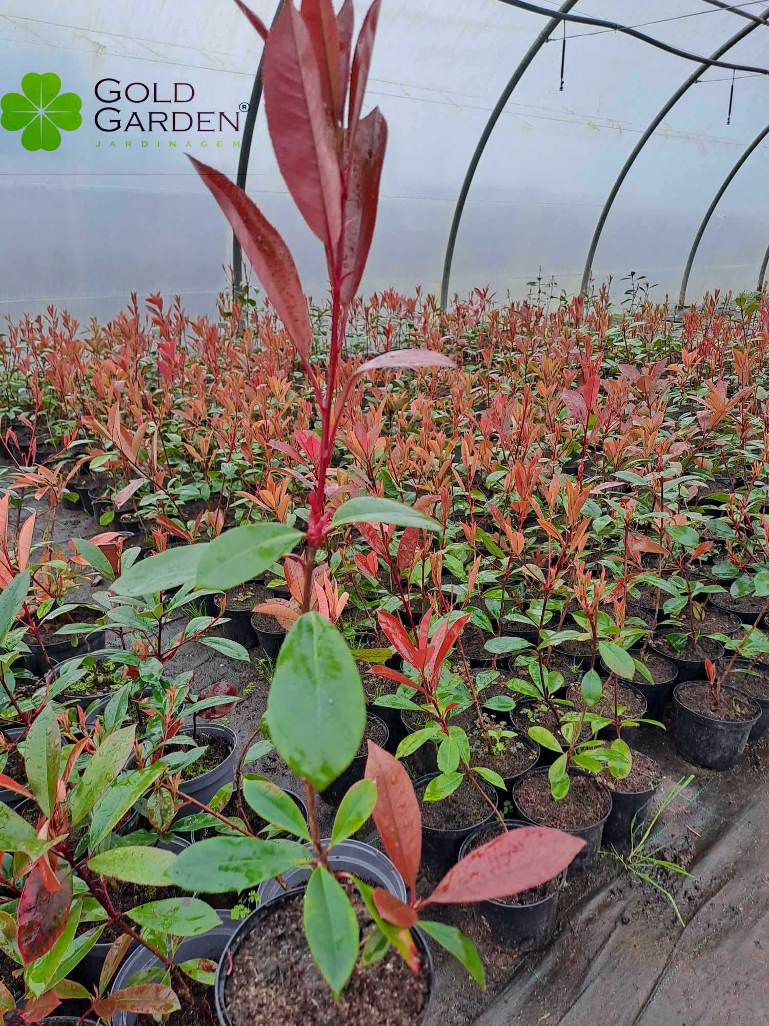 CAMPANHA 2024/2025 - Photinias/Ciprestes/Lauros/Plantas/Jardim