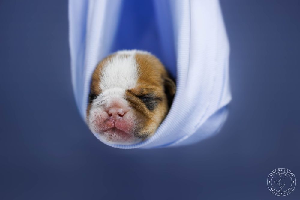 Buldog angielski chłopak FCI