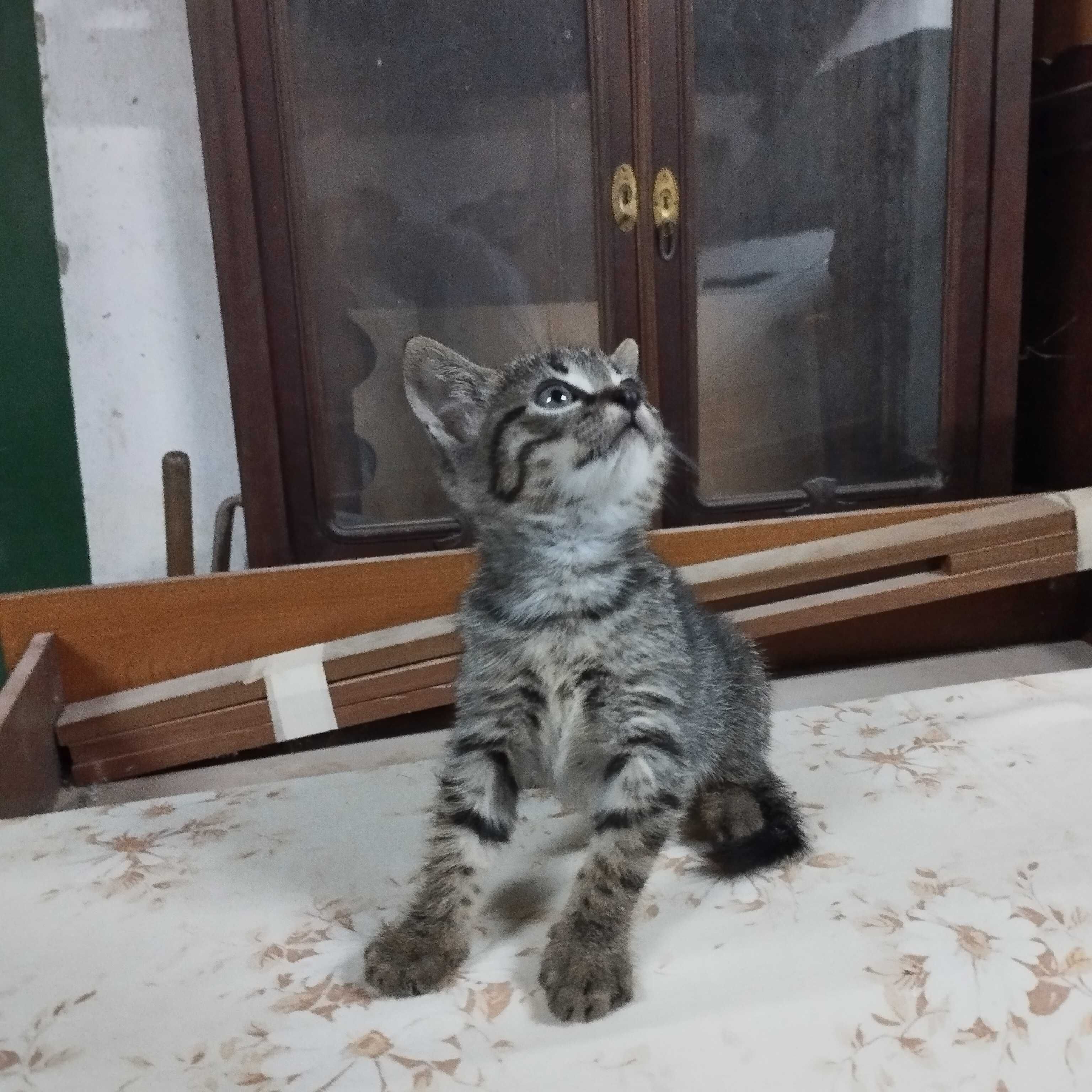 Gatinhos bebés para adopção