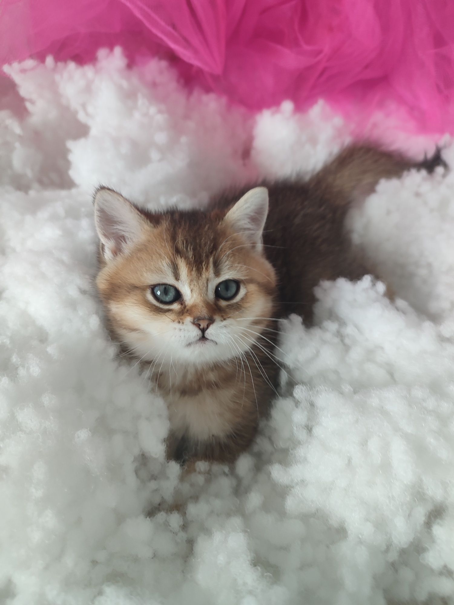 Котенок британский, котята британской золотой шиншиллы