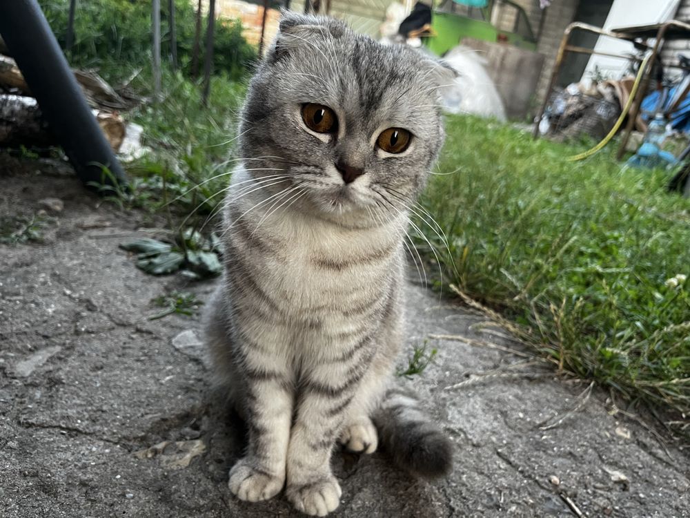 Кошенята в добрі руки