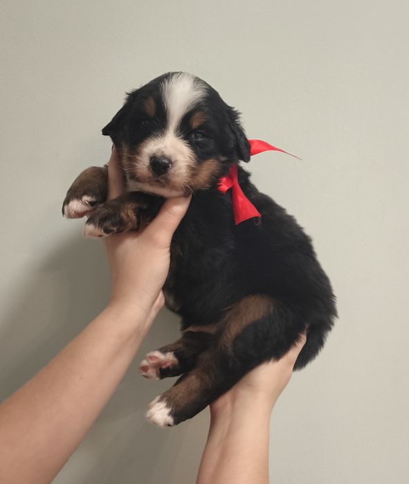 Berneński pies pasterski, chłopiec z metryka FCI / ZKwP po przepadanyc