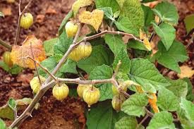 Planta de Physalis