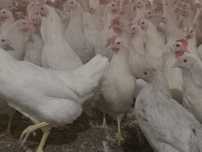 Kury Nioski Leghorn 24 tygodnie z jajkiem! Wysylka!