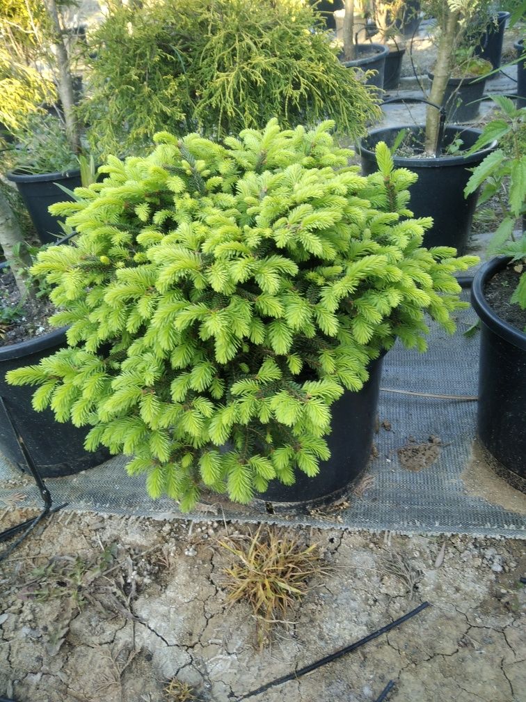 Lawenda, Thuja, Szmaragd, Jałowiec płożący, Bonsai, Brabant, Wierzba,