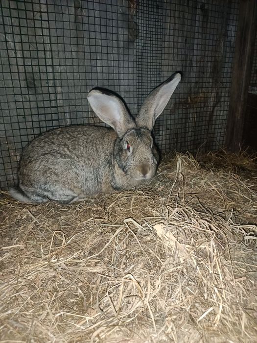 Królik samiec  z 2025r