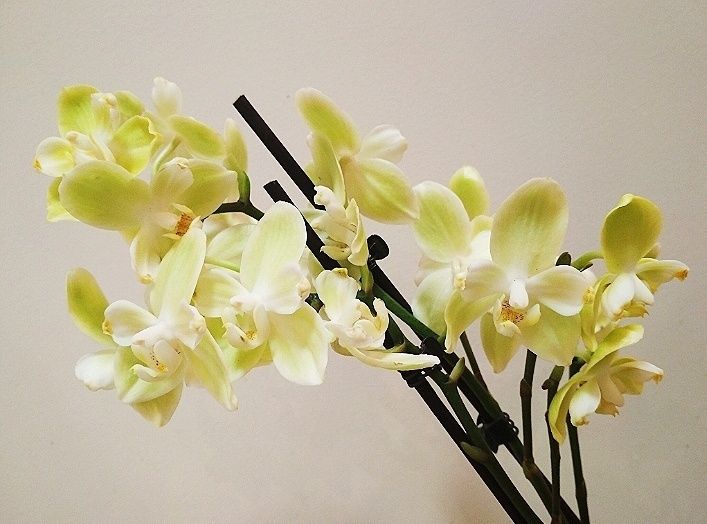 Орхидея фаленопсис бабулетка