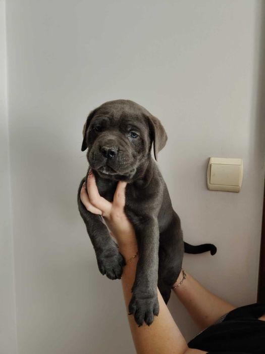Piekny piesek cane corso Cookie gotowy do odbioru