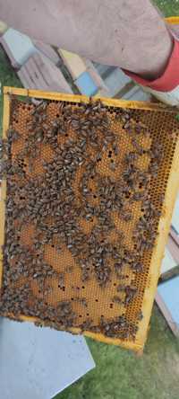Бджолопакети на рамку Дадан