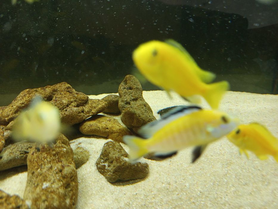 Machos de Ciclídeos Africanos Malawi - Labidochromis Caeruleus