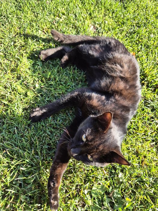 Oddam kotkę - ok. trzymiesięczną