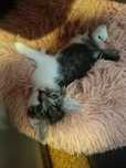 Malutkie koteczki do adopcji
