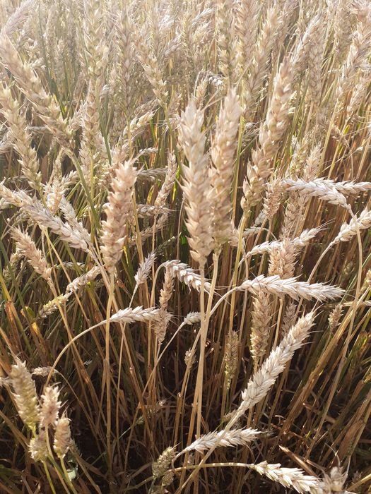 Pszenica owies i żyto