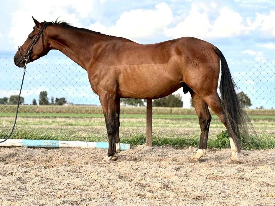 Wałach Wlkp, 165cm, grzeczny