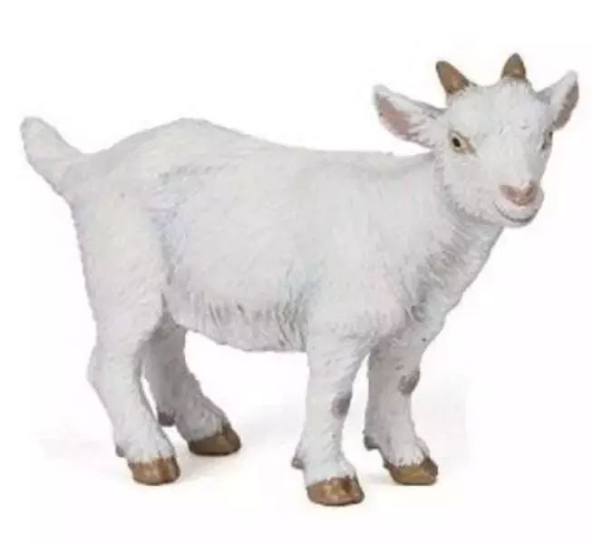 Koza młoda. Papo