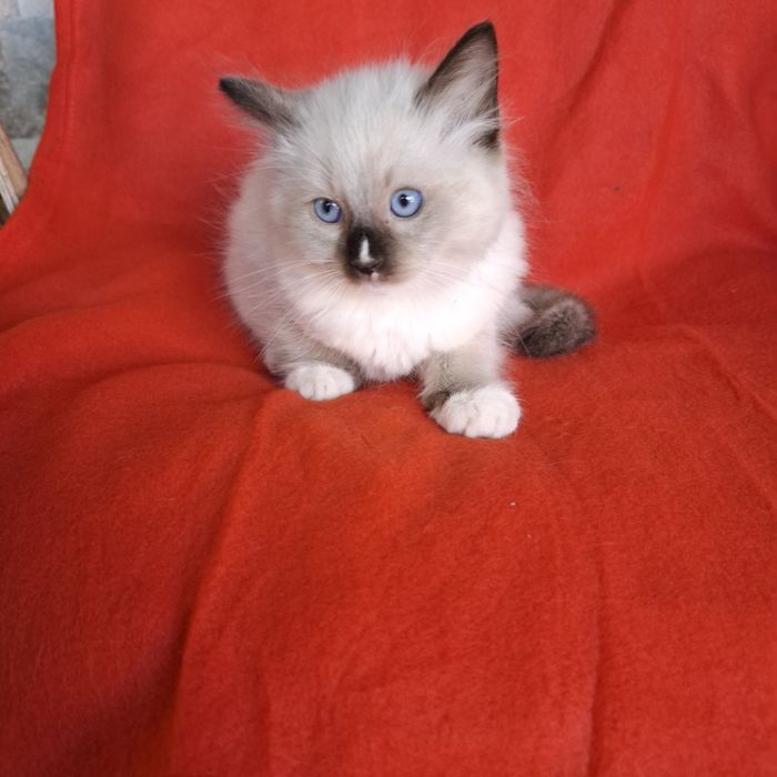 Ragdoll kocurek rodowód+wyprawka