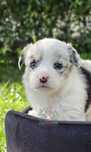 Welsh Corgi Cardigan suczka blue merle SunniSpark