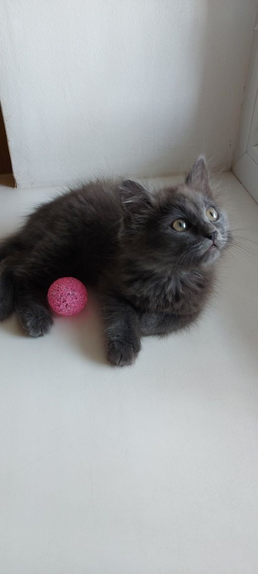 Котенок  ищет дом котята кошенята
