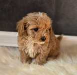 Cudowna sunia maltipoo