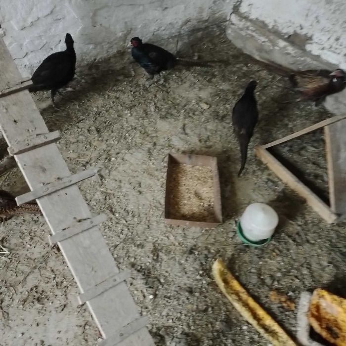 Bażanty Mongolskie Młode