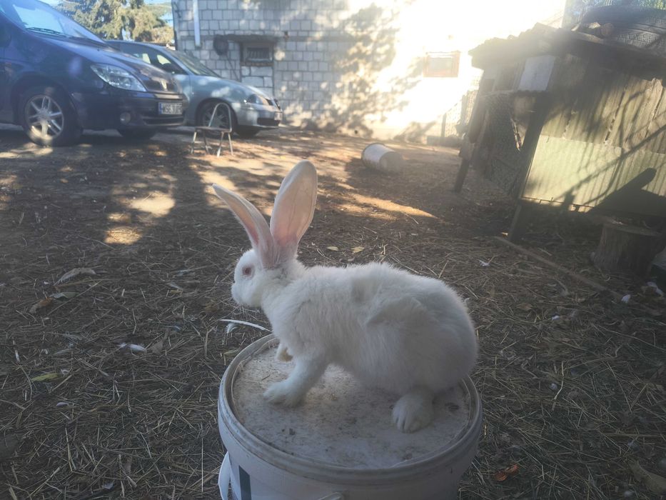 Sprzedam młode króliki belgijskie samiczki