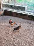 Patos Mandarim - Casais adultos