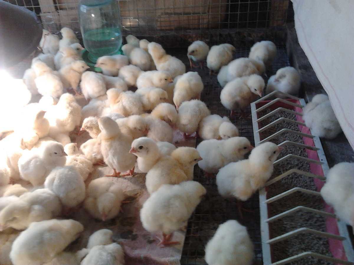 Продам цыплят Ломан Браун и Испанки-голо шейки  2024г.