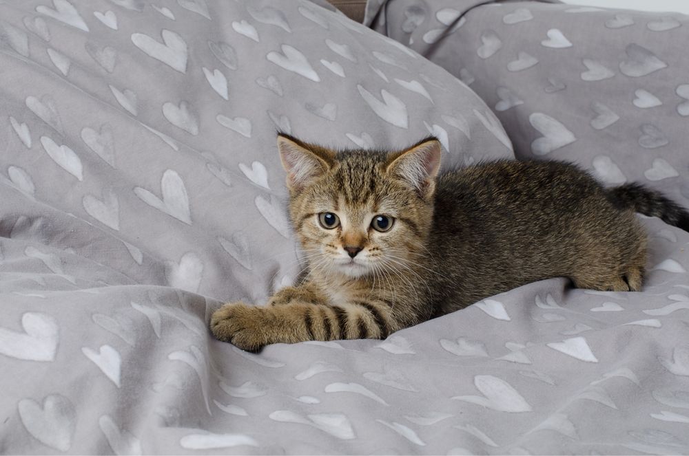 Кошечка табби,полосатая девочка,шотландская