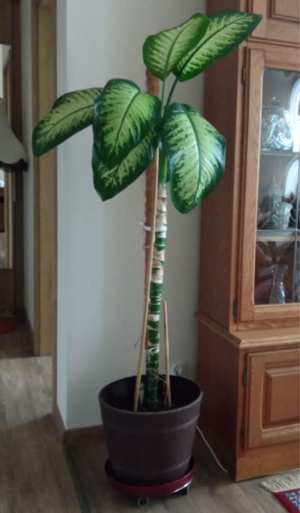 Dieffenbachia - trzcinnik