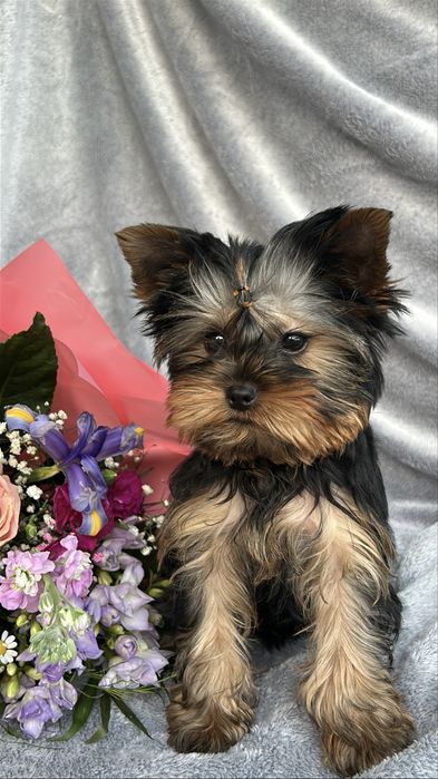 Yorkshire Terrier z rodowódem FCI piesek gotowy do odbioru