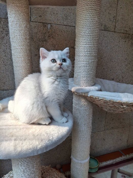 Gatinha British Shorthair