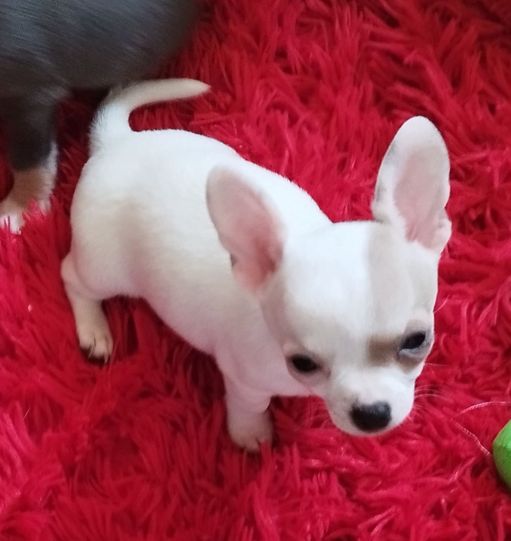 Chihuahua miniaturowa sunia