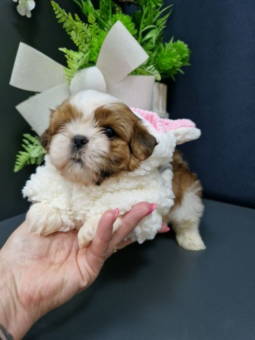 Shih-tzu miniaturka 2xszczepienia legowisko iwyprawka